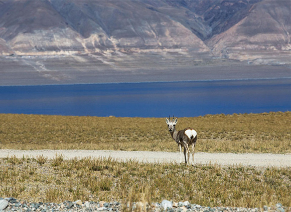 中國簽證X2簽證去西藏入藏函辦理