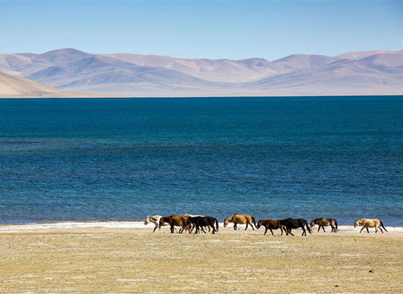 中國商務簽證M簽證去西藏入藏函辦理